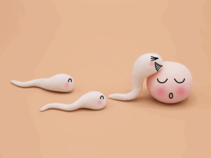 trứng là yếu tố quyết định việc đậu bầu.