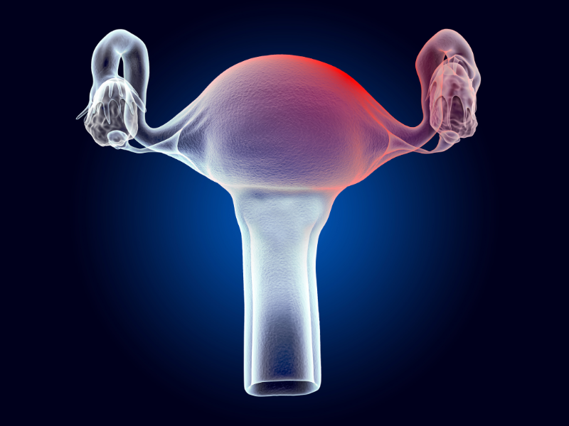 Tử cung ấm áp là điều kiện thuận lợi cho phôi thai bám vào làm tổ 