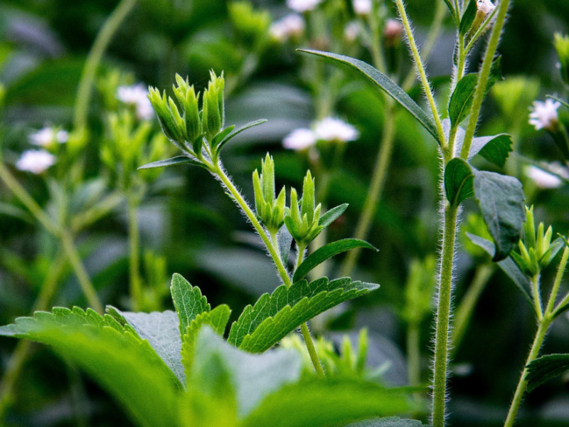 Bột cỏ ngọt, bổ sung nội tiết tố.  3 cấp độ dưỡng buồng trứng