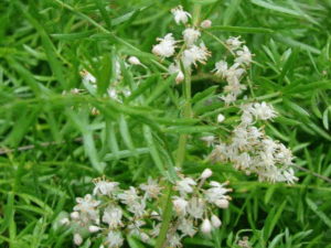 BSK-3S có thành phần thiên môn đông.