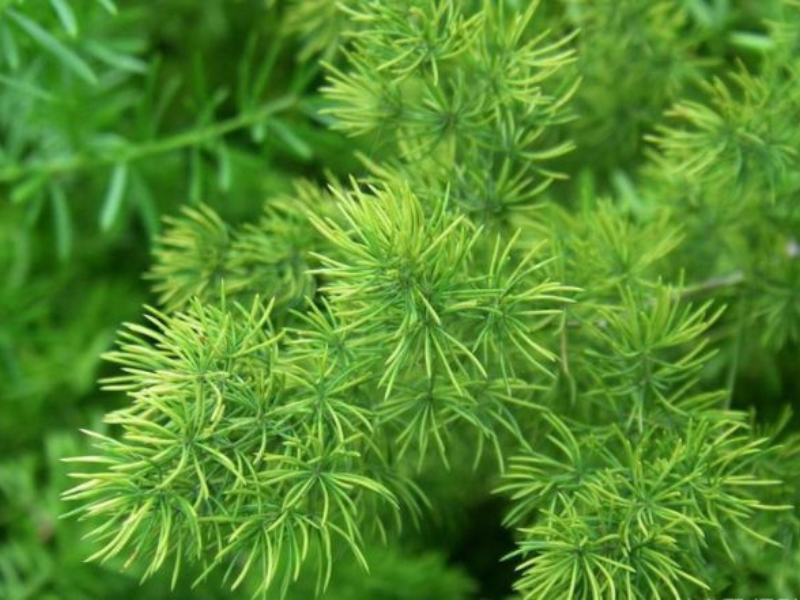 Cao thiên môn đông là thành phần có trong BSK-3S