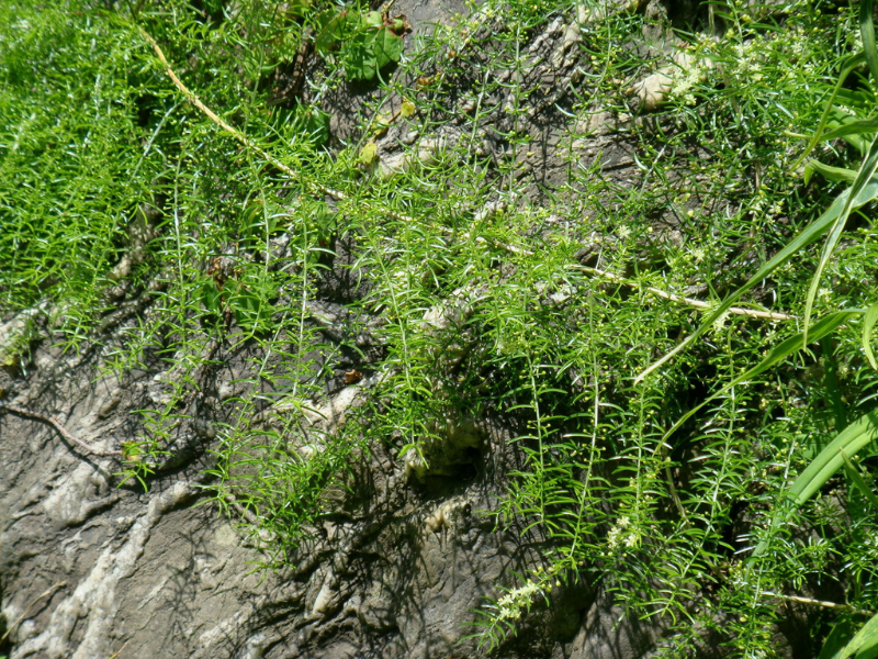 
Thiên môn đông cải thiện chức năng sinh sản và tăng cơ hội mang thai.  3 cấp độ dưỡng buồng trứng