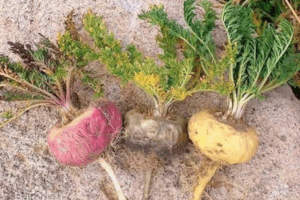 Macca đen có trong BSK-3s