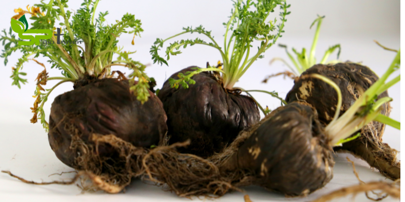 Macca đen ẩn giấu vai trò với sức khỏe sinh sản nữ giới. BSK-3S