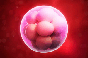 Gốc tự do ảnh hưởng đến trứng và phôi