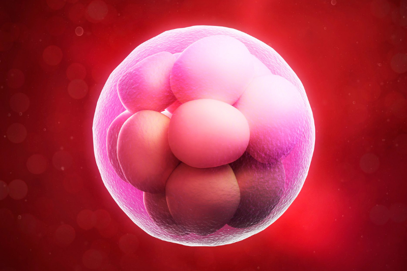 Gốc tự do ảnh hưởng đến trứng và phôi