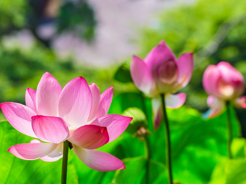 Hoa sen, cá chép,bầu hồ lô, tượng quan âm tống tử đều là biểu tượng cầu tự.