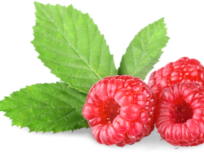 Lá mâm xôi tạo môi trường ấm áp, giàu dinh dưỡng cho tử cung. 3 cấp độ dưỡng buồng trứng