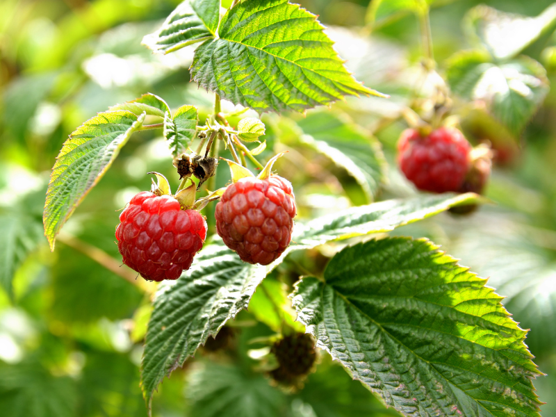 Hỗ trợ nhu động vòi trứng nhờ cải thiện môi trường tử cung ấm áp.3 cấp độ dưỡng buồng trứng