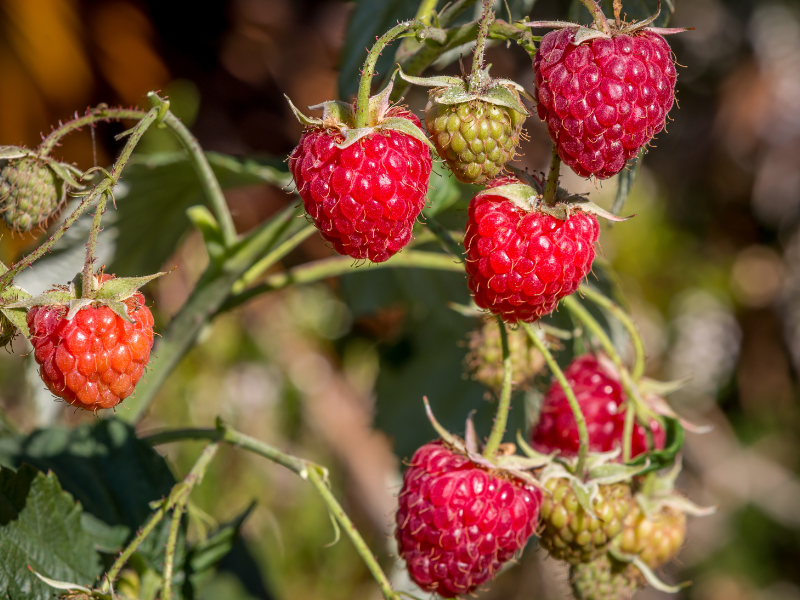 Cây mâm xôi thuộc họ Rosaceae, dạng bụi cao 1–2 m, thân có gai nhỏ.