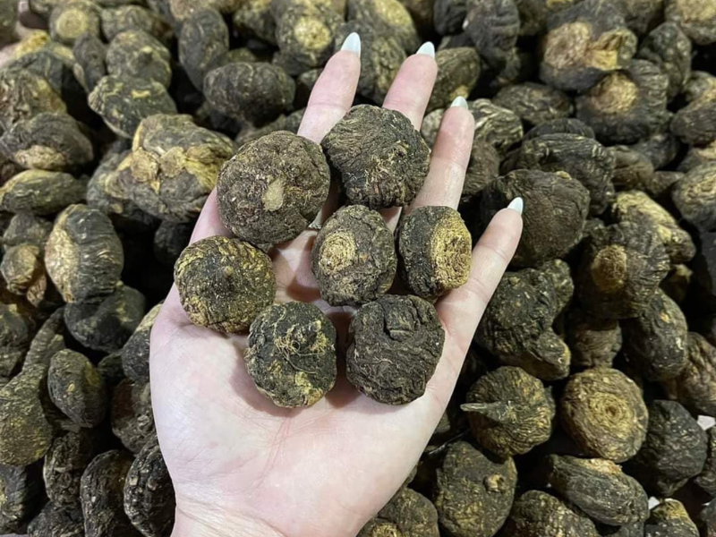 Maca có tác dụng rất tốt cho sinh sản nữ giới