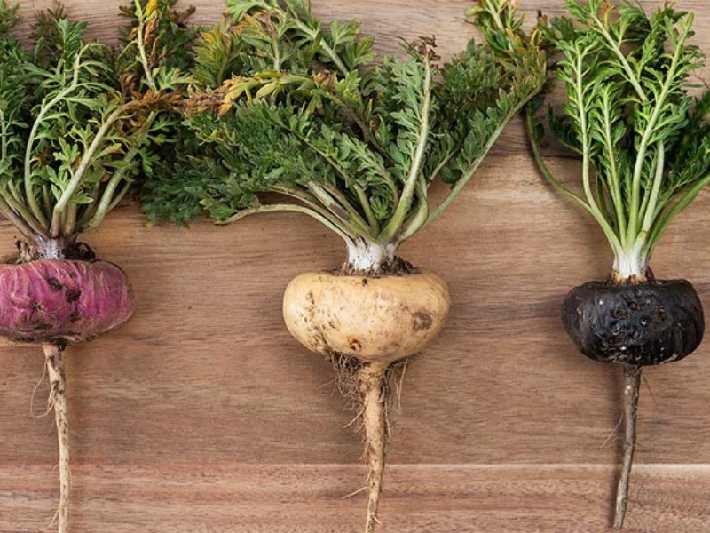 Maca giúp ổn định nội tiết tố. 3 cấp độ dưỡng buồng trứng