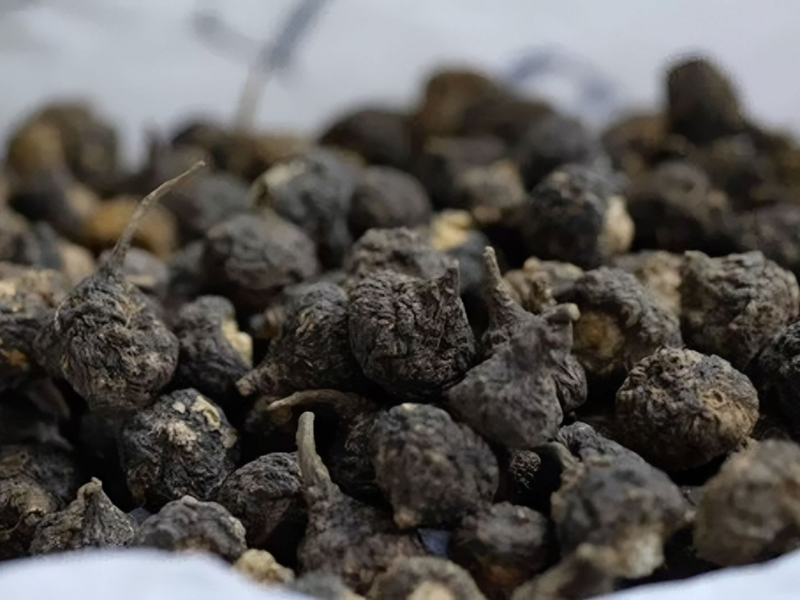 Maca đen dược liệu quý trong sinh sản BSK-3S 