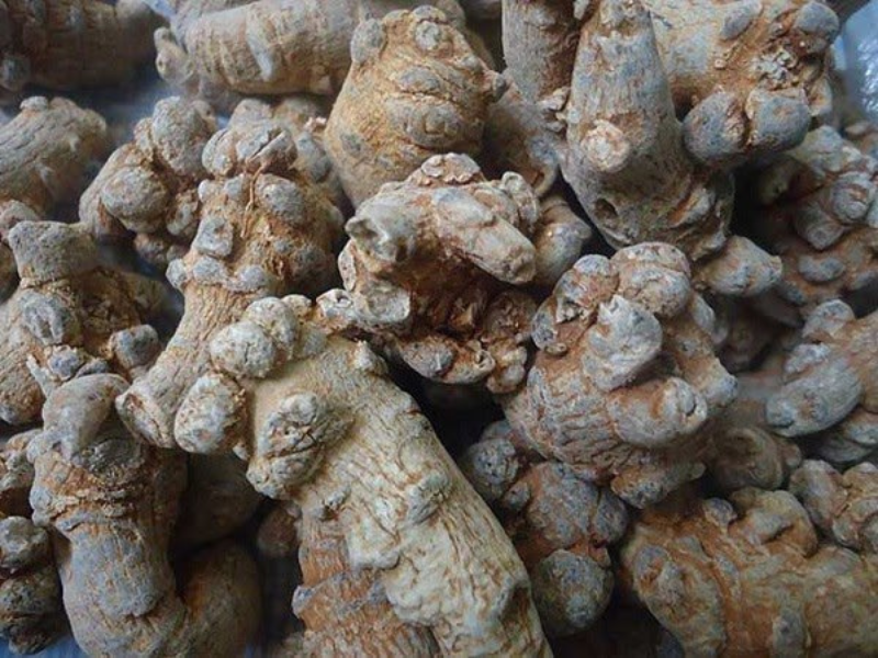 Tam Thất có nhiều tác dụng hữu ích trong sinh sản nữ giới.