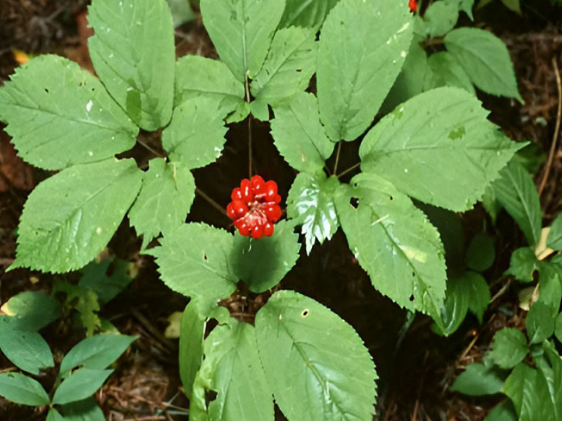 Tam thất (Panax notoginseng) là một trong những vị thuốc quý hiếm thuộc họ Nhân sâm