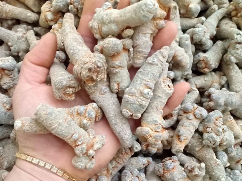 Tam thất giúp tăng tuần hoàn, bổ huyết, ấm tử cung3 cấp độ dưỡng buồng trứng