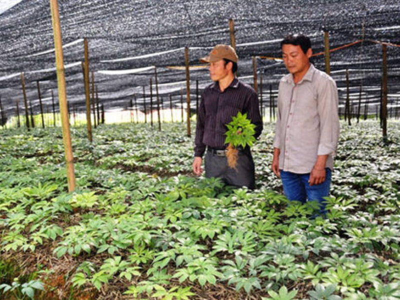 Trồng bằng hom rễ, chăm sóc 3–7 năm mới cho củ đạt dược tính tốt nhất.