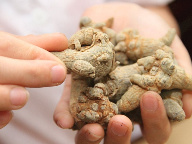 Bộ phận dùng là rễ 