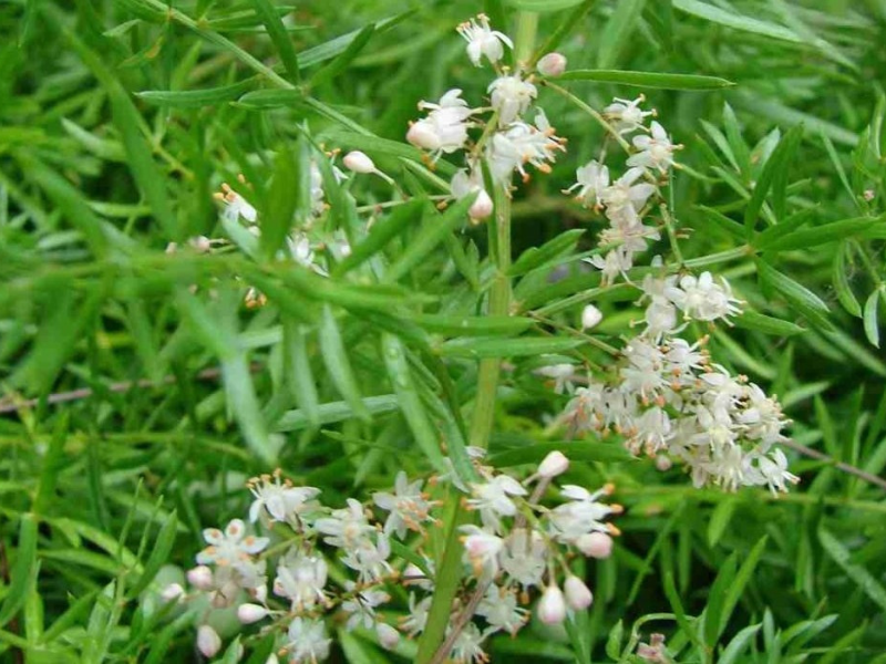 Trong Đông y, đây là dược liệu chuyên dùng cho phụ nữ âm hư, kinh nguyệt ít, tử cung khô lạnh hoặc trứng kém phát triển.