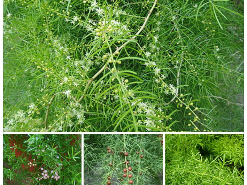 cải thiện tuần hoàn máu tử cung – buồng trứng và điều hòa nội tiết tố.