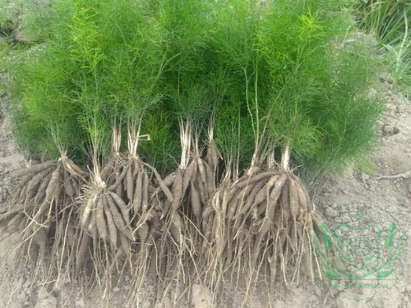 Thu hoạch và sử dụng phần củ.