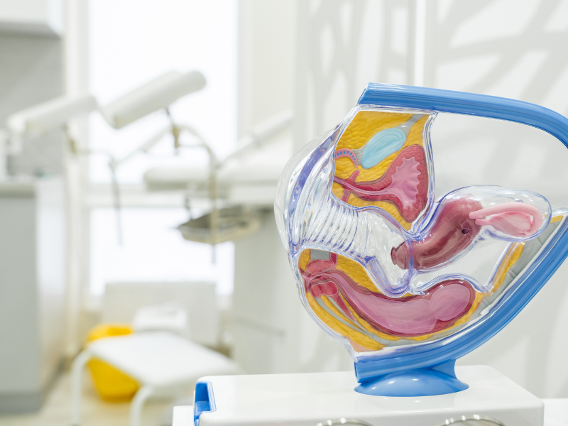 Vòi trứng là nơi trứng và tinh trùng thụ tinh.